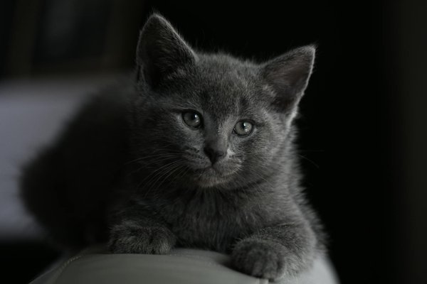 Adopter un chien de travail : ce qu'il faut savoir