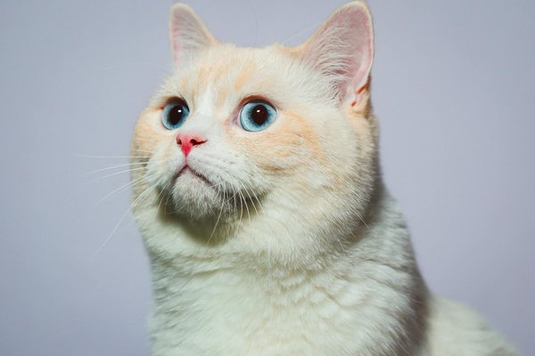 Les meilleures croquettes pour chiens seniors : assurer leur santé