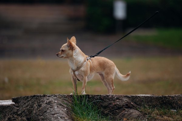 Barf, Vegan, Keto : présenter les différents 'régimes' pour chien