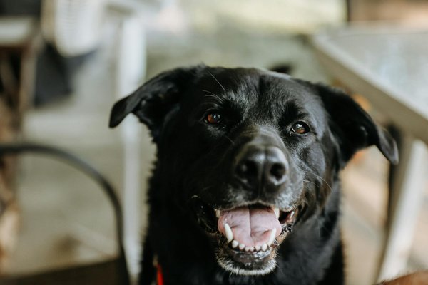 Vaccinations et parasites canins : Comment se préparer