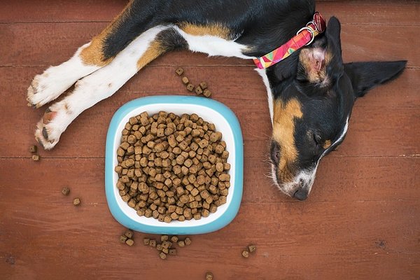 Croquettes pour chien senior : bien-être et nutrition optimale